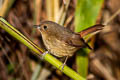 Slaty-blue Flycatcher Ficedula tricolor diversa