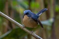 Slaty-blue Flycatcher Ficedula tricolor diversa