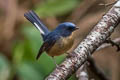 Slaty-blue Flycatcher Ficedula tricolor diversa