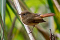 Slaty-blue Flycatcher Ficedula tricolor diversa