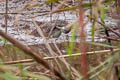 Slaty-breasted Rail Lewinia striata albiventer