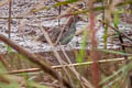 Slaty-breasted Rail Lewinia striata albiventer