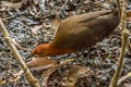 Slaty-legged Crake Rallina eurizonoides telmatophila