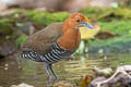 Slaty-legged Crake Rallina eurizonoides telmatophila