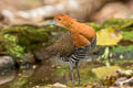 Slaty-legged Crake Rallina eurizonoides telmatophila