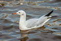 Slender-billed Gull Chroicocephalus genei