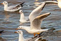 Slender-billed Gull Chroicocephalus genei