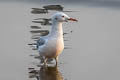 Slender-billed Gull Chroicocephalus genei