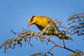 Slender-billed Oriole Oriolus tenuirostris invisus