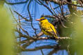 Slender-billed Oriole Oriolus tenuirostris invisus