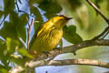 Slender-billed Oriole Oriolus tenuirostris invisus