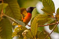 Small Minivet Pericrocotus cinnamomeus thai