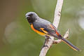 Small Minivet Pericrocotus cinnamomeus viridus