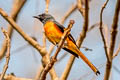 Small Minivet Pericrocotus cinnamomeus viridus