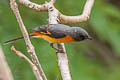 Small Minivet Pericrocotus cinnamomeus viridus