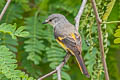 Small Minivet Pericrocotus cinnamomeus viridus