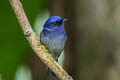 Small Niltava Niltava macgrigoriae signata