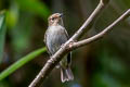 Small Niltava Niltava macgrigoriae signata