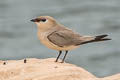 Small Pratincole Glareola lactea