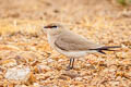 Small Pratincole Glareola lactea