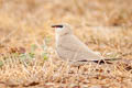 Small Pratincole Glareola lactea