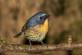 Snowy-browed Flycatcher Ficedula hyperythra hyperythra