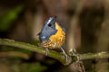 Snowy-browed Flycatcher Ficedula hyperythra hyperythra