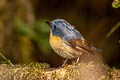 Snowy-browed Flycatcher Ficedula hyperythra hyperythra