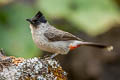 Sooty-headed Bulbul Pycnonotus aurigaster latouchei