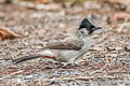 Sooty-headed Bulbul Pycnonotus aurigaster latouchei