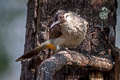 Sooty-headed Bulbul Pycnonotus aurigaster schauenseei