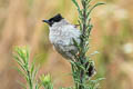 Sooty-headed Bulbul Pycnonotus aurigaster klossi