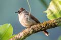 Sooty-headed Bulbul Pycnonotus aurigaster klossi