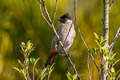 Sooty-headed Bulbul Pycnonotus aurigaster latouchei