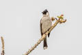 Sooty-headed Bulbul Pycnonotus aurigaster klossi