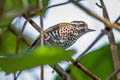 Speckled Piculet Picumnus innominatus malayorum