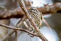 Speckled Piculet Picumnus innominatus malayorum