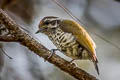 Speckled Piculet Picumnus innominatus malayorum