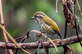 Speckled Piculet Picumnus innominatus malayorum