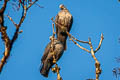 Speckled Wood Pigeon Columba hodgsonii