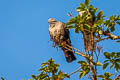 Speckled Wood Pigeon Columba hodgsonii