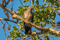 Speckled Wood Pigeon Columba hodgsonii