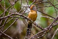 Spectacled Barwing Actinodura ramsayi ramsayi