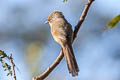 Spectacled Barwing Actinodura ramsayi ramsayi