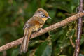 Spectacled Barwing Actinodura ramsayi ramsayi