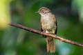 Spectacled Bulbul Ixodia erythropthalmos