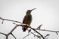 Spectacled Spiderhunter Arachnothera flavigaster 