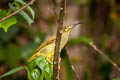 Spectacled Spiderhunter Arachnothera flavigaster 