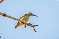 Spectacled Spiderhunter Arachnothera flavigaster 