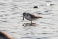 Spoon-billed Sandpiper Calidris pygmaea